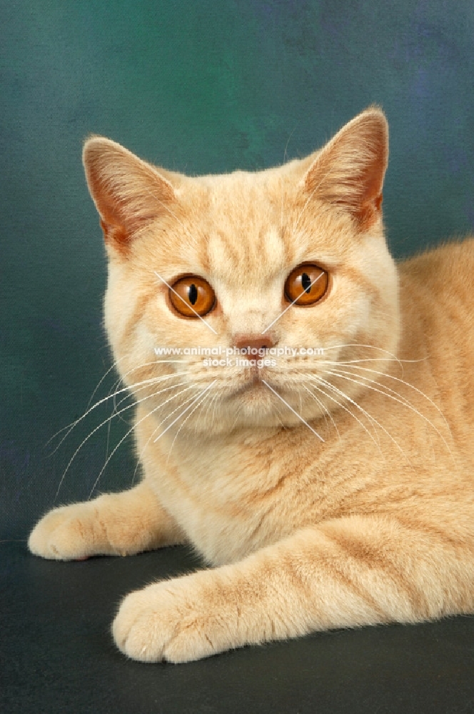 cream british shorthair cat portrait
