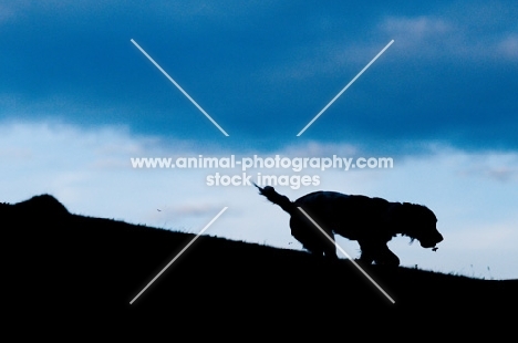 English Springer Spaniel silhouette