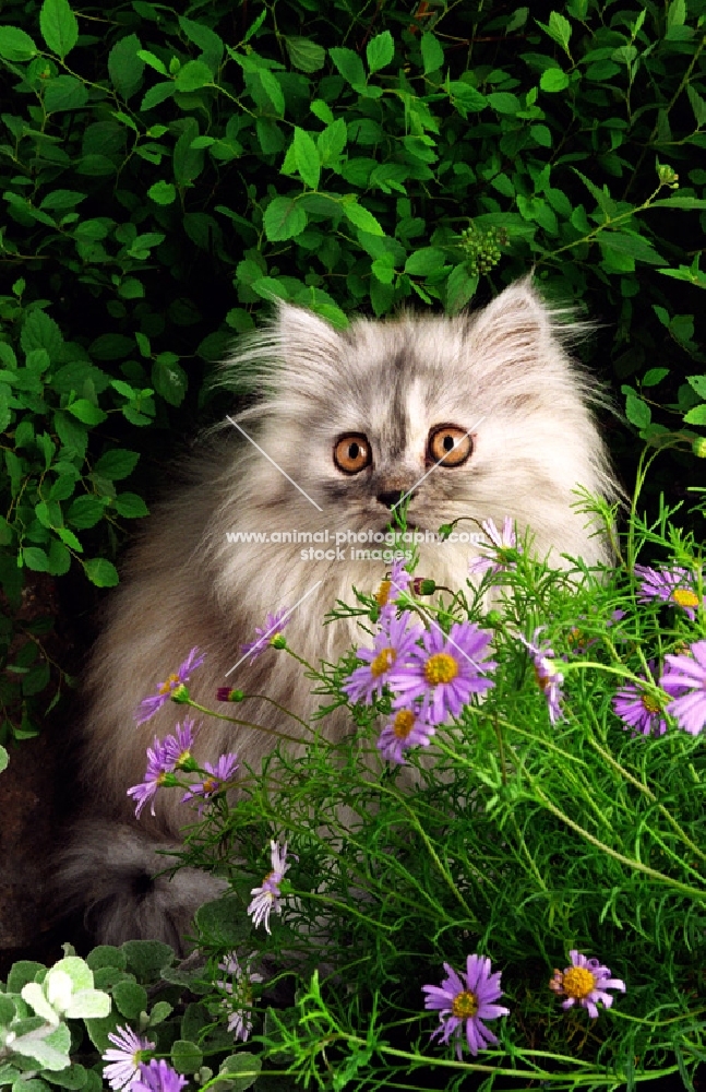 pewter Persian kitten amongst greenery