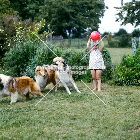 child playing with rough collies