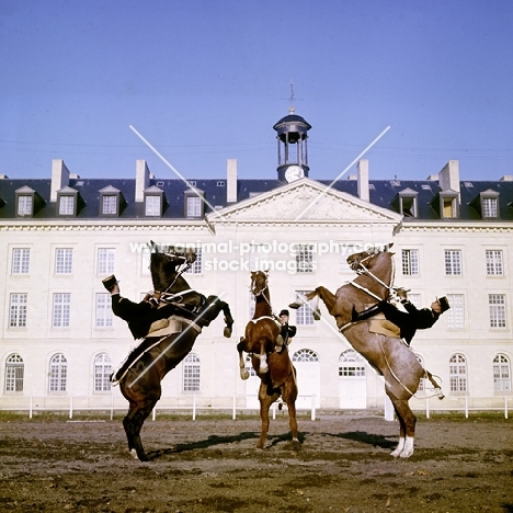 cadre noir de saumur, france, rearing,