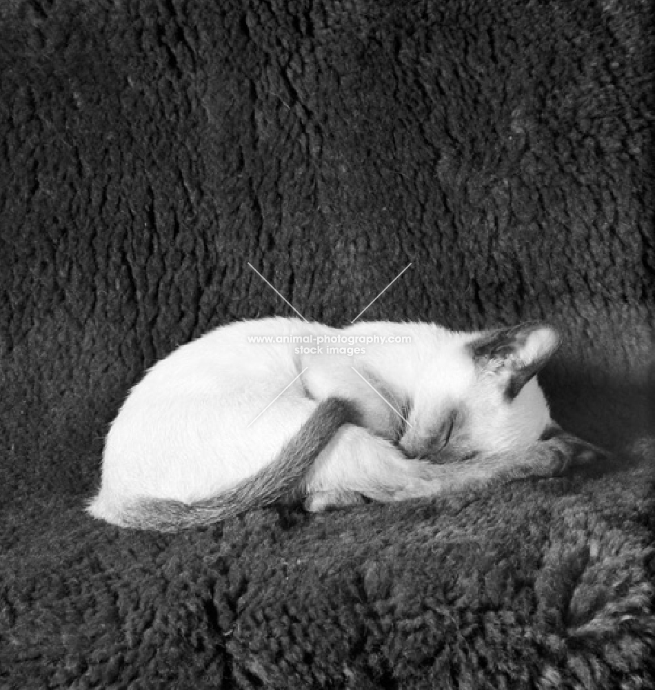 seal point siamese kitten asleep