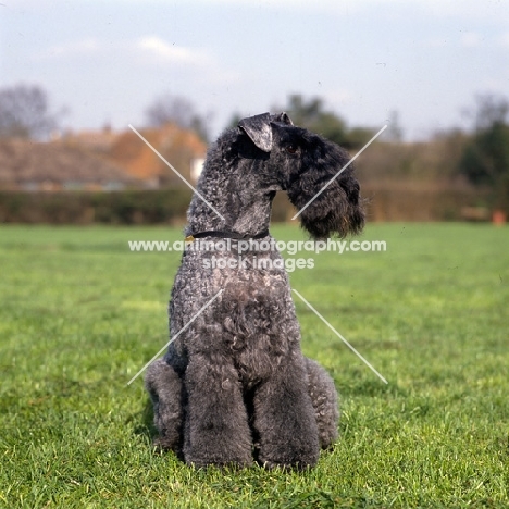 champion kerry blue terrier looking away
