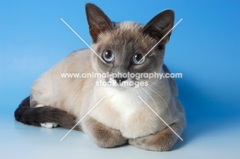 snowshoe cat lying on blue background