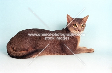 blue Abyssinian lying on blue background