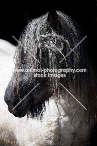 Belgian heavy horse, portrait