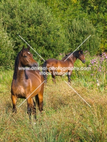 Welsh Cob (section d)