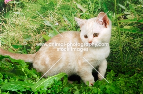 british shorthair kitten amongst greenery