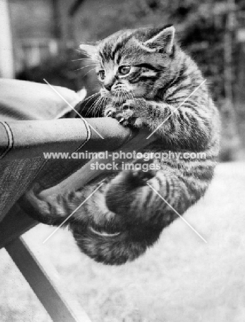 tabby kitten hanging from deck chair