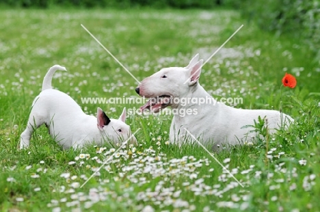 Bull Terrier with her puppy