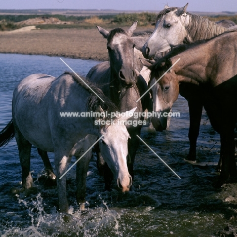 tersk fillies splashing in water at stavropol stud, russia