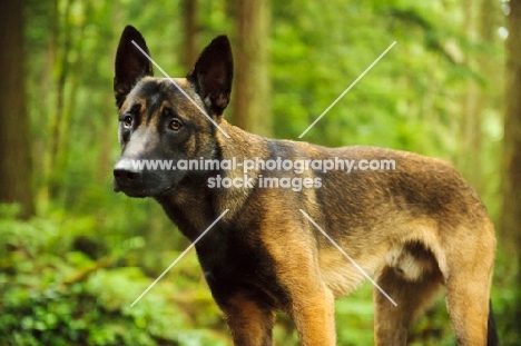 Malinois in the forest, 11 months old, Mount Seymour