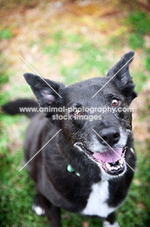 black lab mix smiling into camera