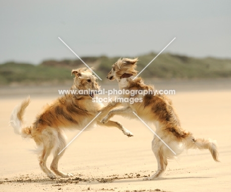 two Silken Windhounds playing on the beach