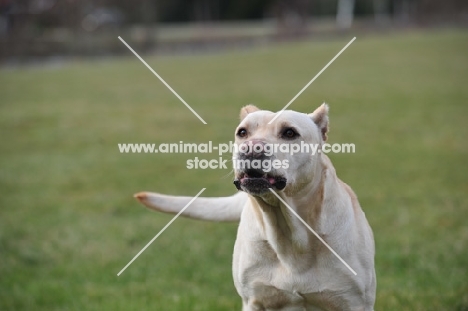 Cimarron Uruquayo dog running and about to bark