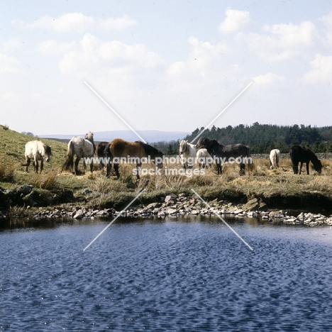 Highland Ponies standing beside pond on Scottish moors