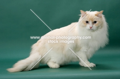 cream point Ragdoll