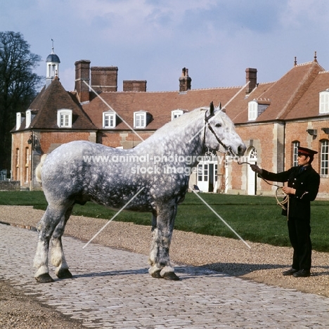 espoir, percheron stallion at haras du pin