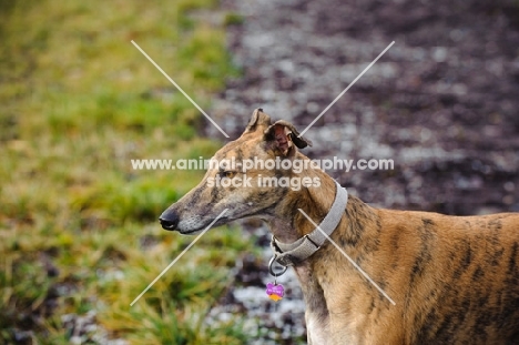 Greyhound profile