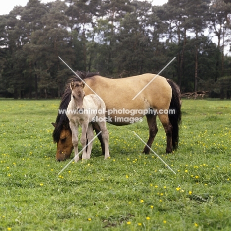 Dulmen mare and foal