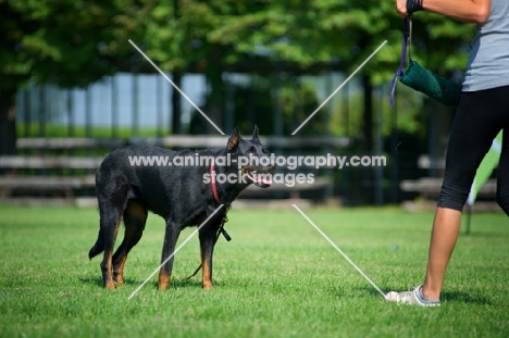 Beauceron waiting to jump at dummy while training