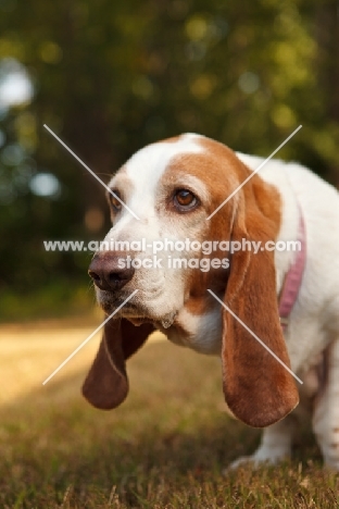 Basset Hound