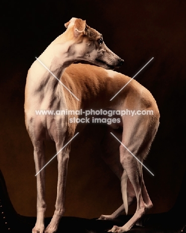 Whippet in studio