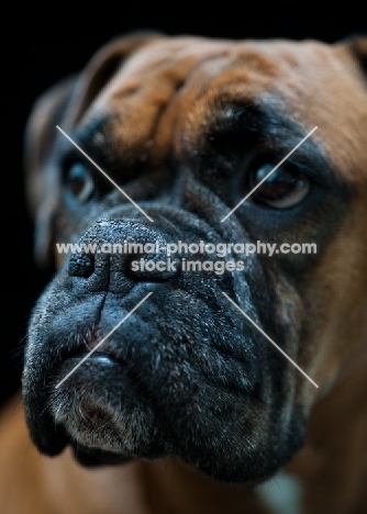 Boxer muzzle close up