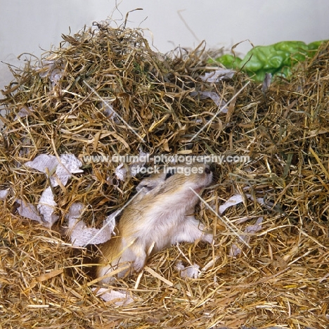 gerbil, agouti colour, tunneling in hay