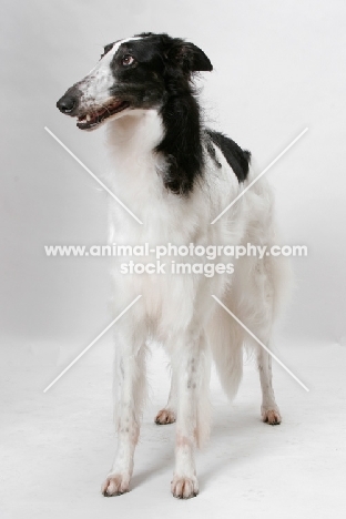 Australian Champion Borzoi