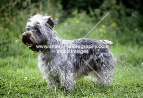 malsville moody blue of farni,  glen of imaal terrier side view