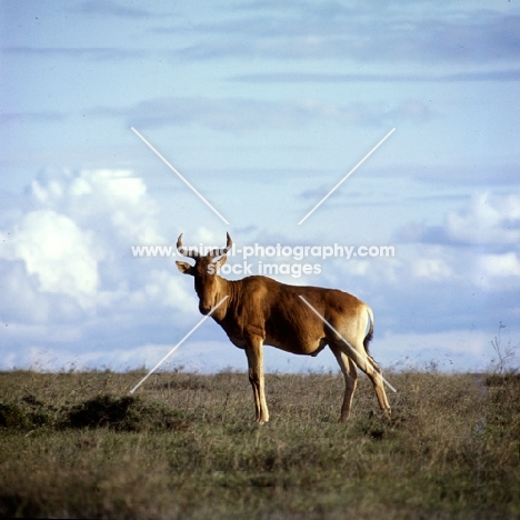 coke's hartebeest looking at camera, nairobi np