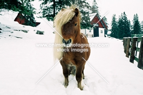 Brown Icelandic horse in snowy field