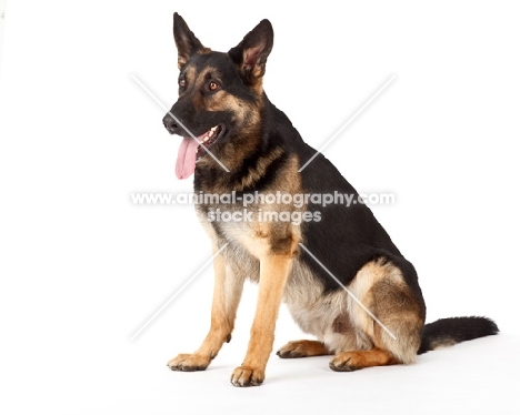 German Shepherd Dog