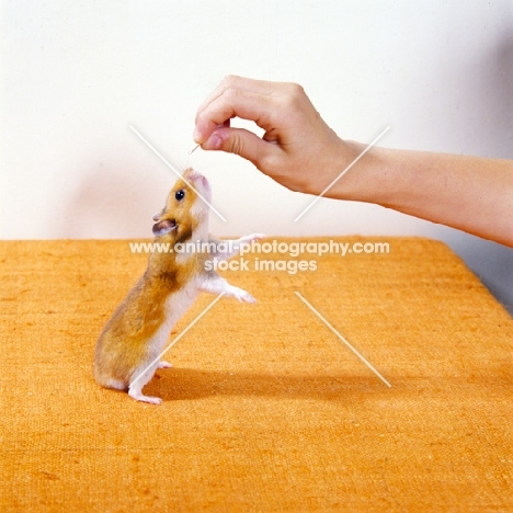 golden hamster reaching for sunflower seed