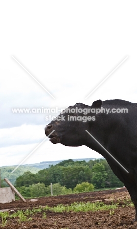 black Aberdeen Angus