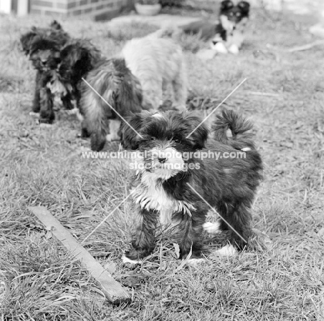 tibetan terrier puppies in 1965