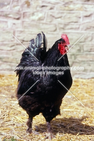 langshan chicken crowing in farmyard