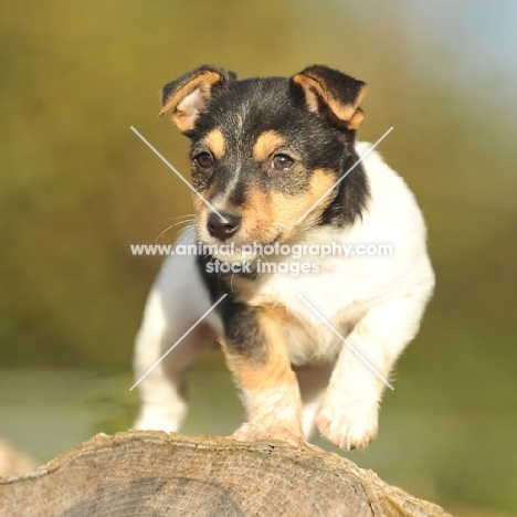 7 week old jack russell puppy stood on log