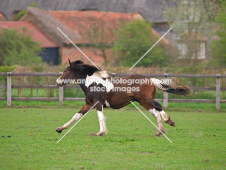 Skewbald horse running