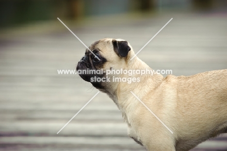 fawn Pug profile