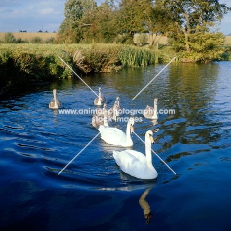 pair of swans with six cygnets