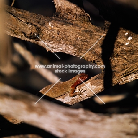 lava lizard on a branch at hood island, galapagos islands