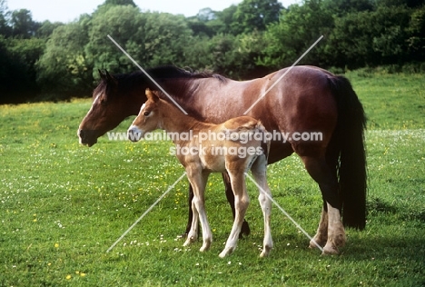 welsh cob mare and her foal in a field