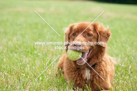 Nova Scotia Duck Tolling Retriever with tennis ball