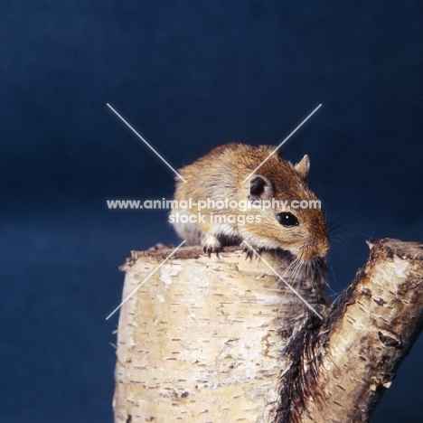 gerbil, agouti colour, on a log