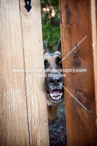 German shepherd peeking through fence slats