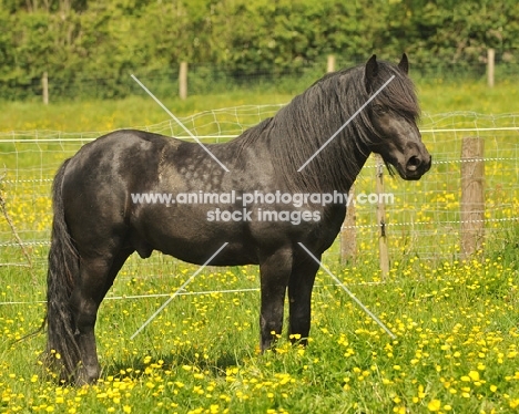 fell pony, side view