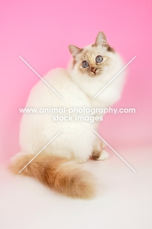 blue tortie Birman sitting on pink background