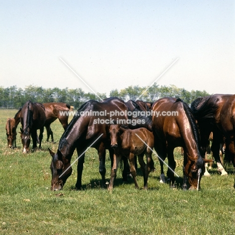 Furioso North Star mares and foals grazing at Kiskunsag, Hungary